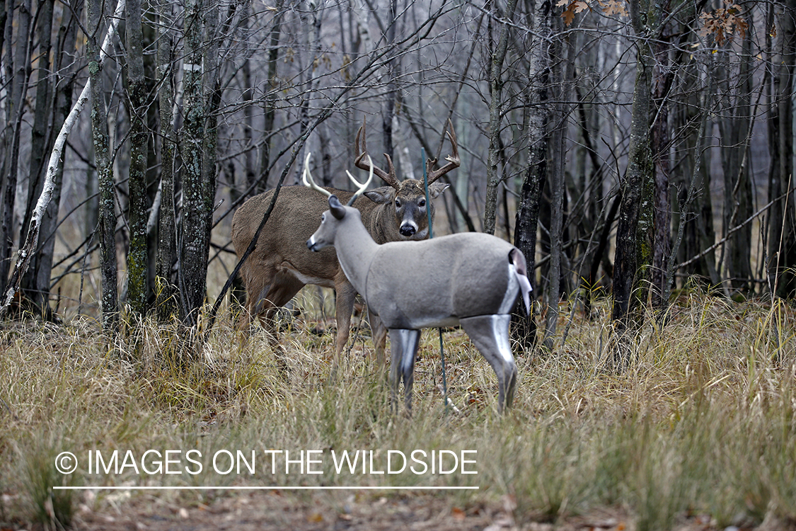 White-tailed buck confronting deer decoy.