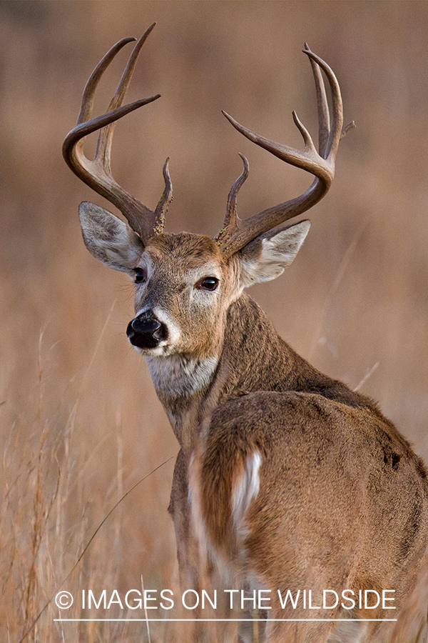 White-tailed buck in field.