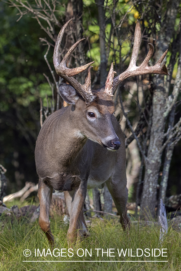 White-tailed buck in the Rut.