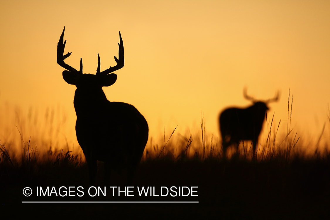 White-tailed buck silhouettes at sunset.