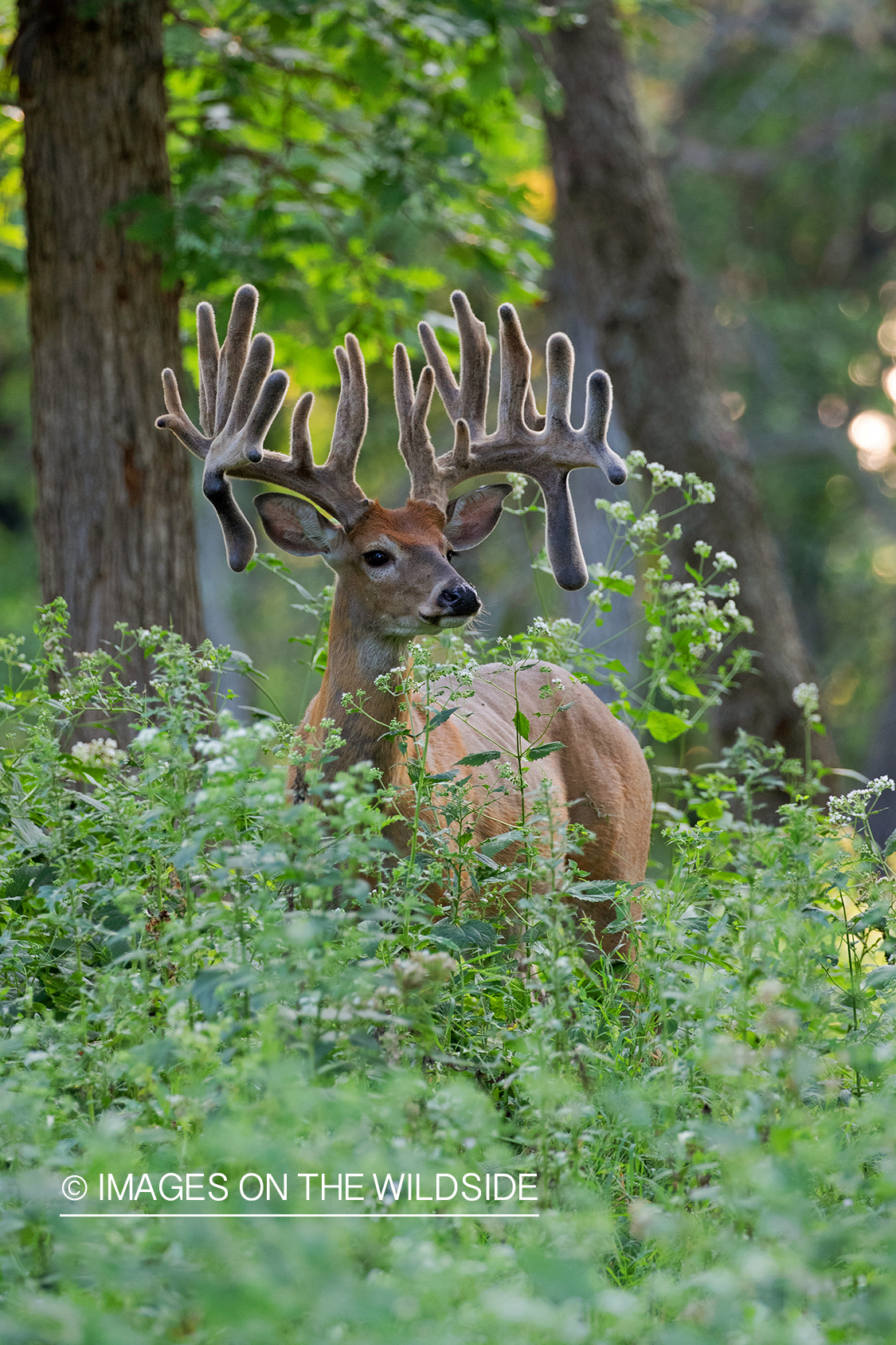 White-tailed deer in velvet.