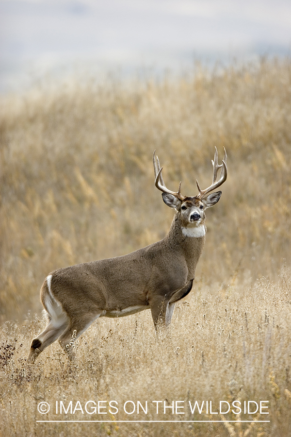 White-tailed buck in meadow.