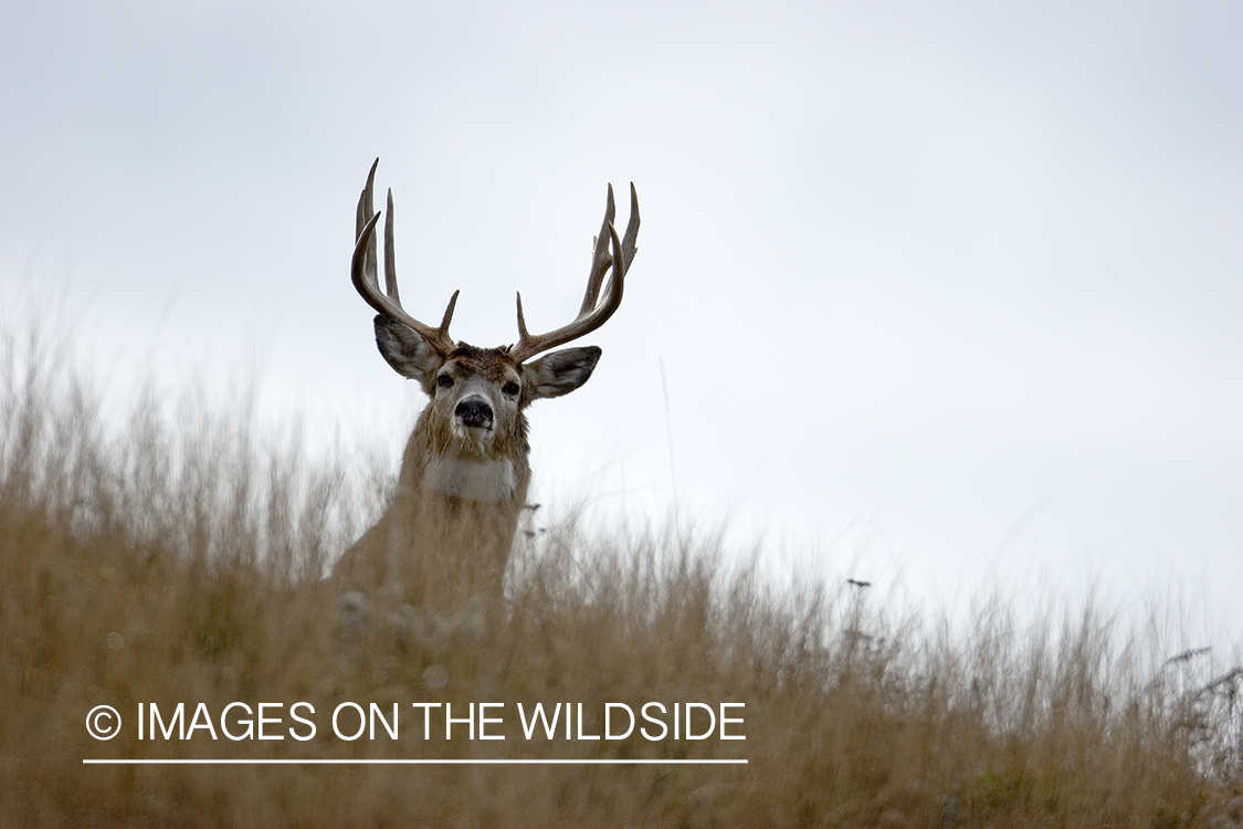 White-tailed buck in meadow.