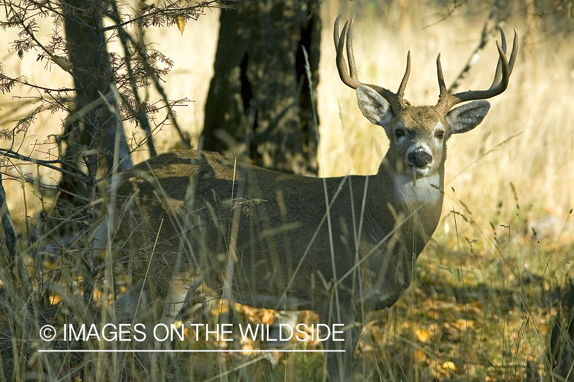 White-tailed deer in habitat