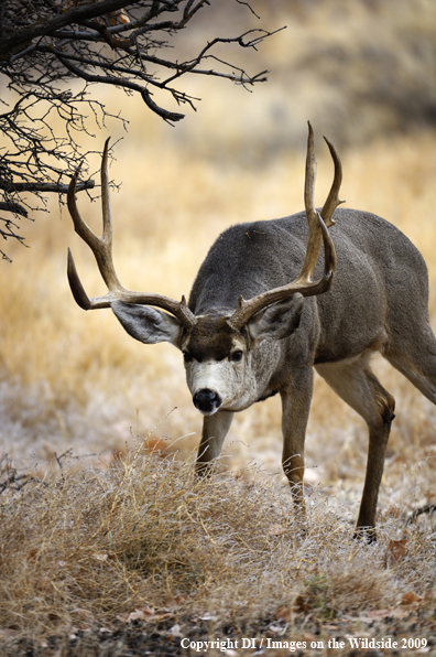 Mule buck displaying rutting behavior.