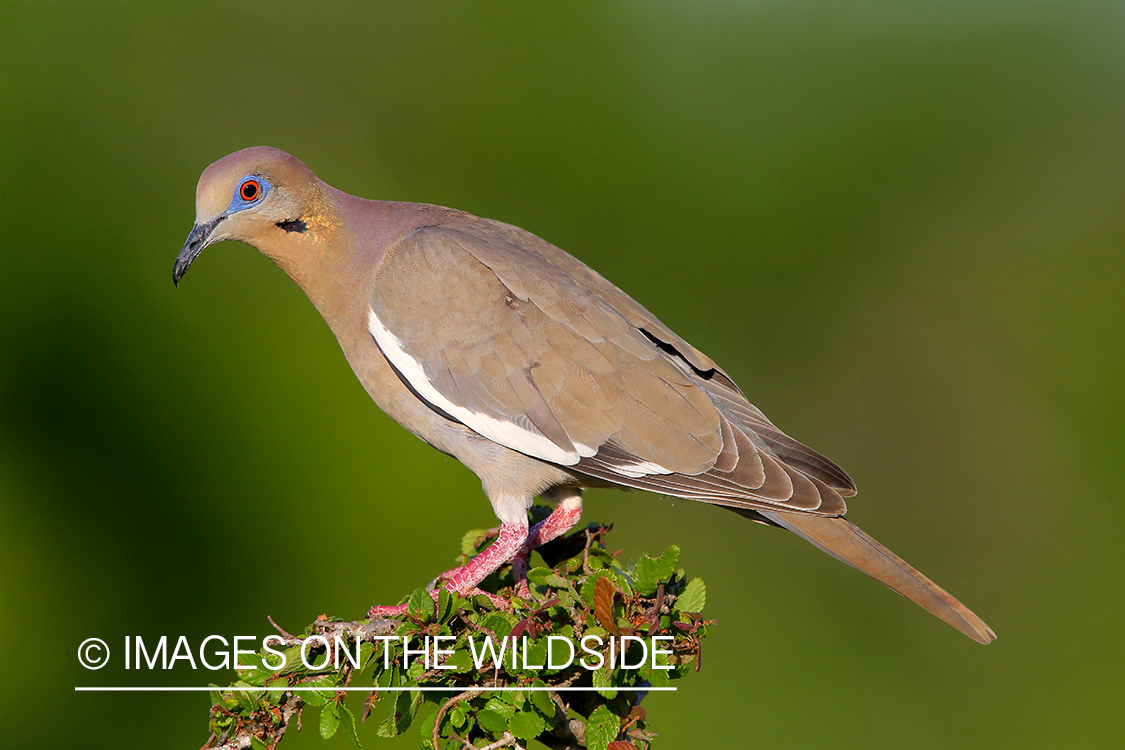 White-winged Dove on branch.