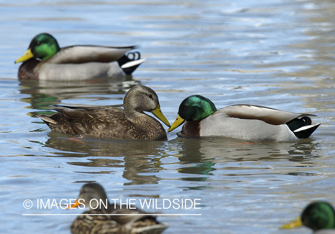 Black duck swimming with mallard ducks.