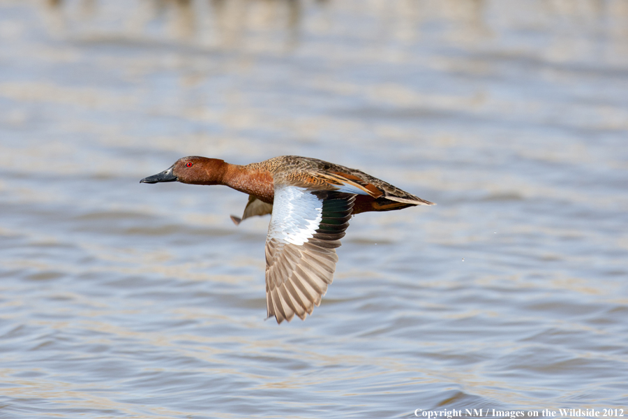 Cinnamon Teal in flight. 