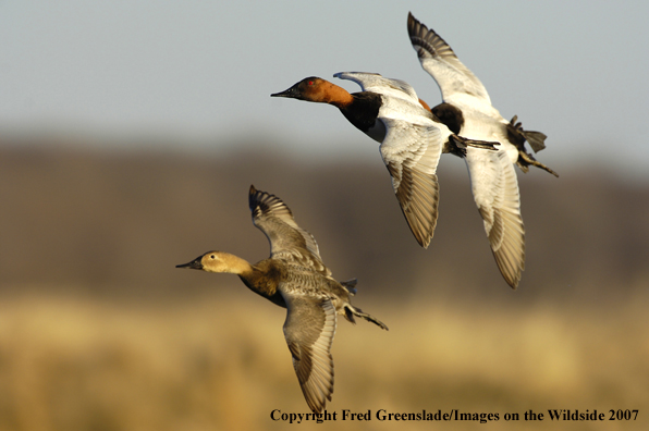 Canvasback duck