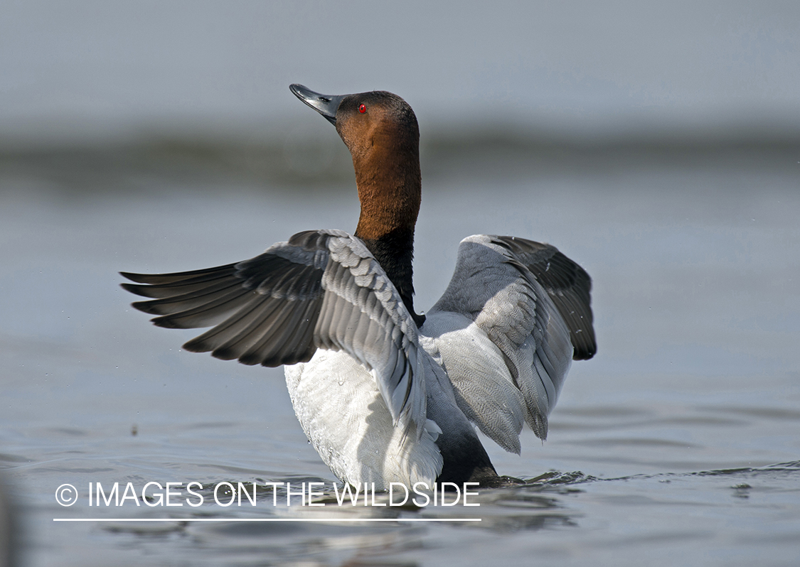 Canvasback with wings splayed.