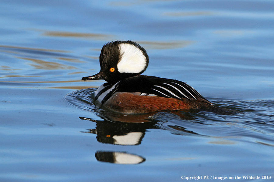 Hooded Merganser duck in habitat.