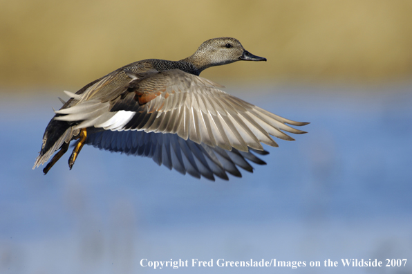 Gadwall duck in flight