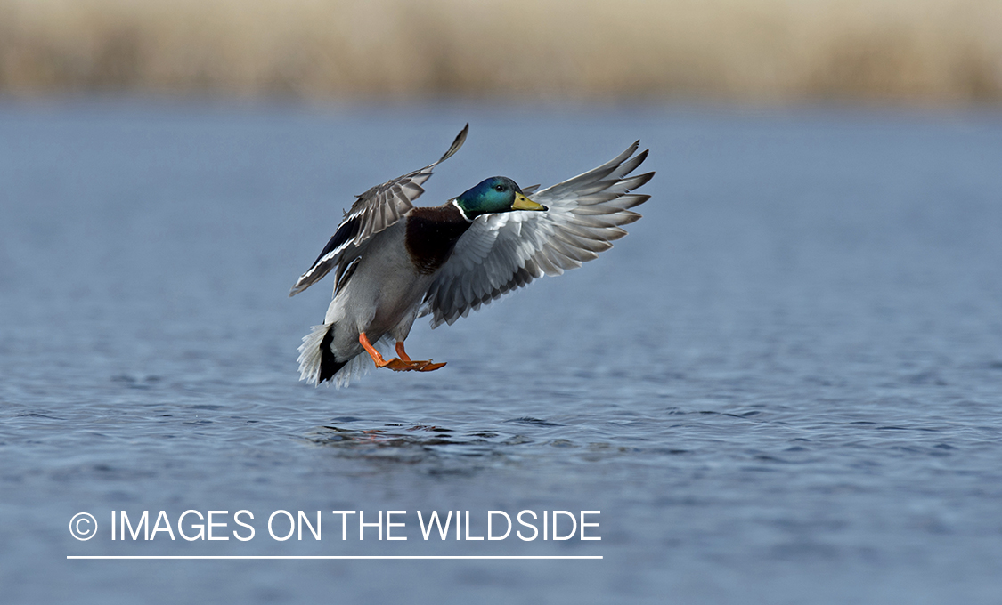 Mallard duck landing on pond.