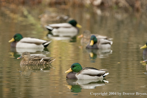 Mallards on pond.