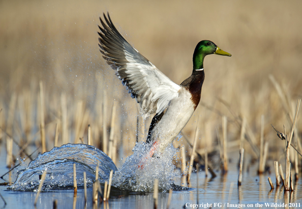 Mallard in flight. 