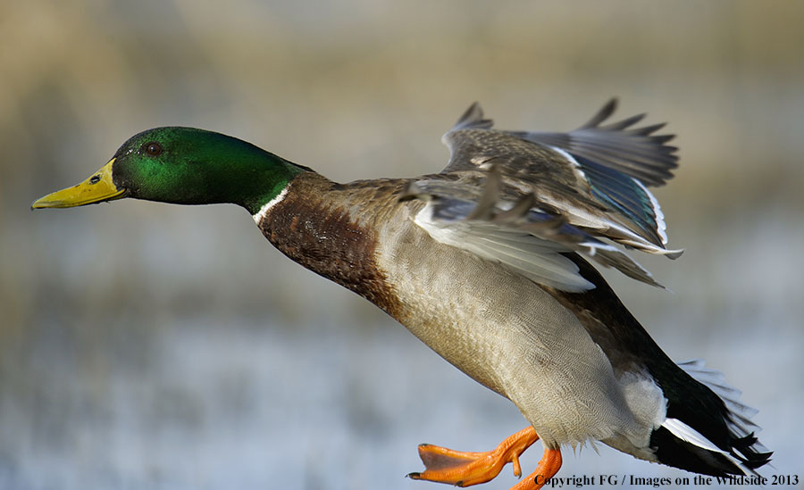 Mallard in flight.