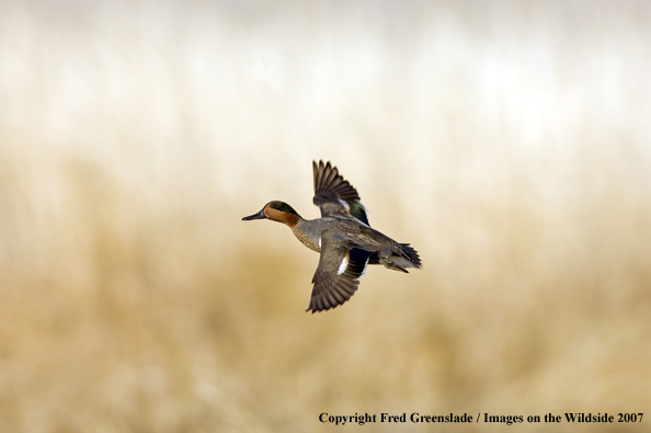 Green-winged teal in habitat