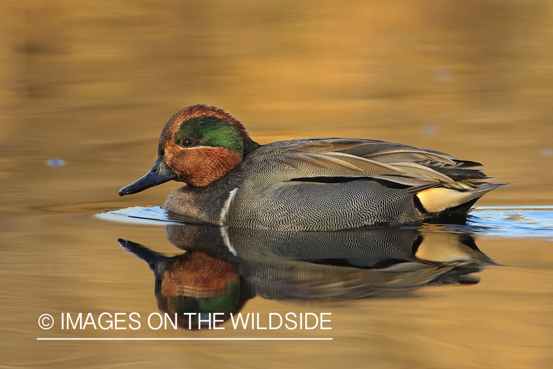 Green-winged Teal on water.