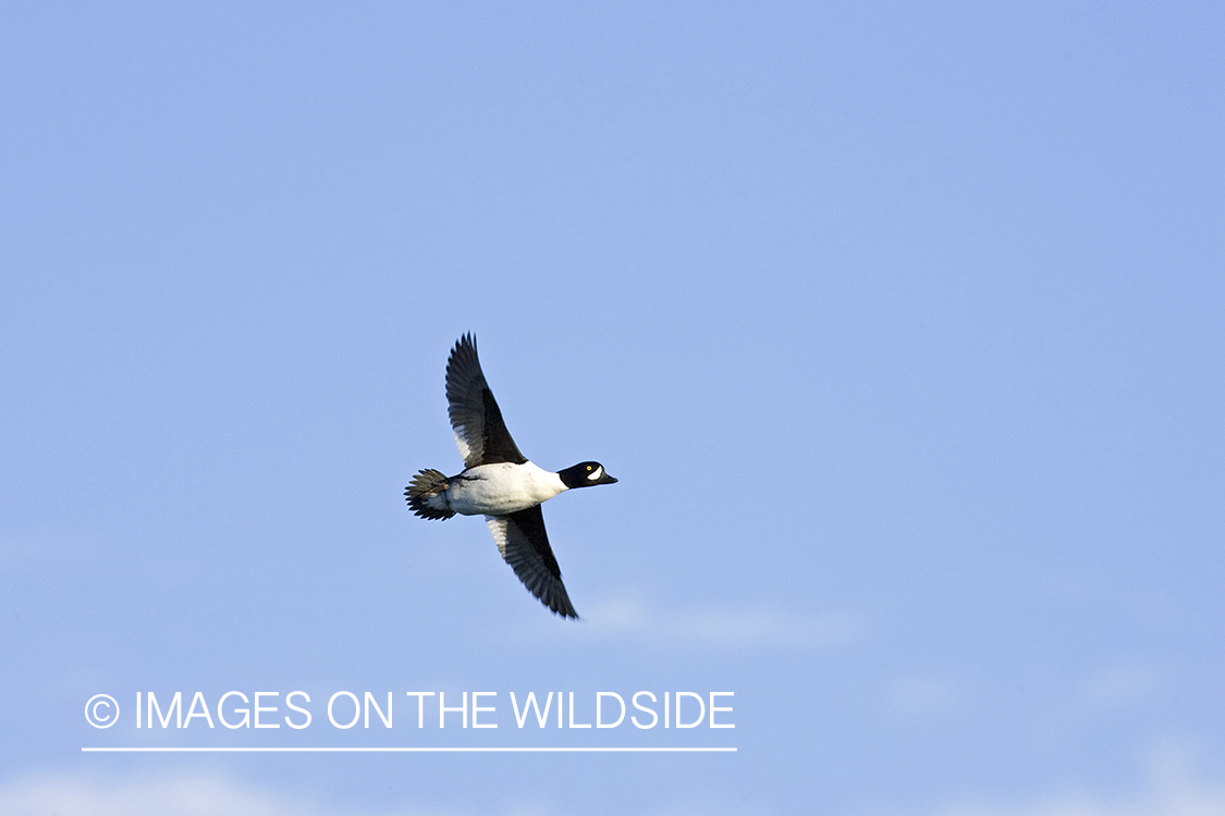 Barrow's Goldeneye in flight.