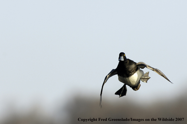 Lesser Scaup duck