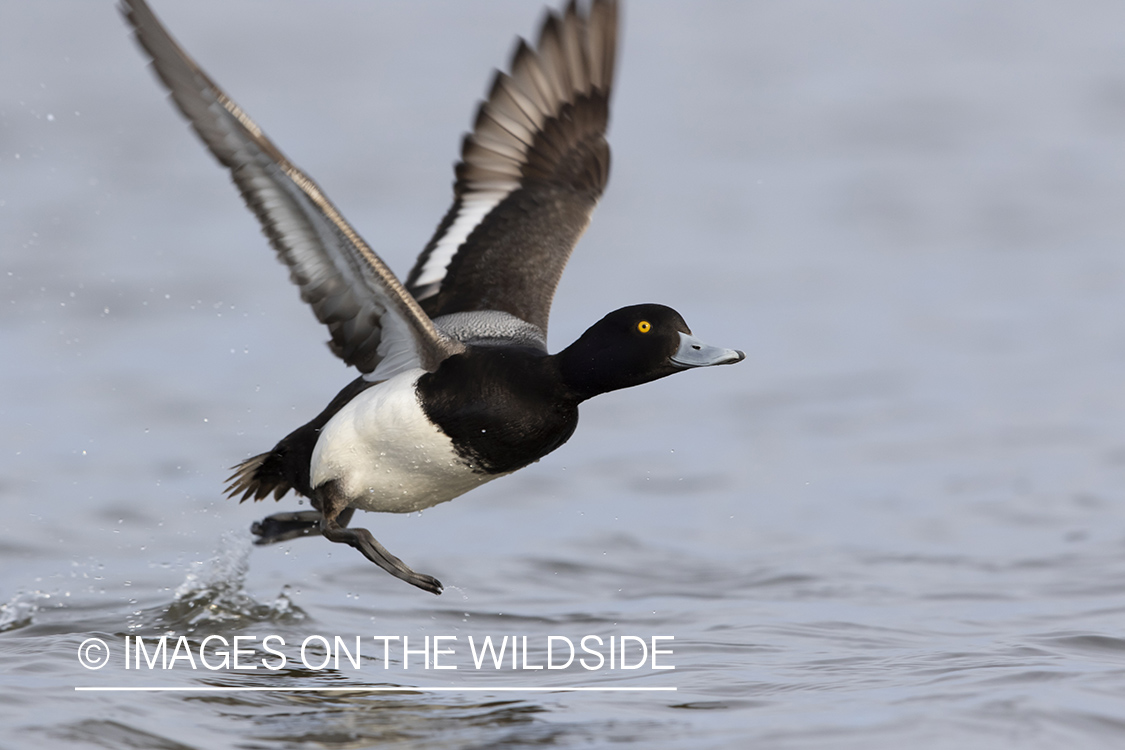 Lesser Scaup in flight.