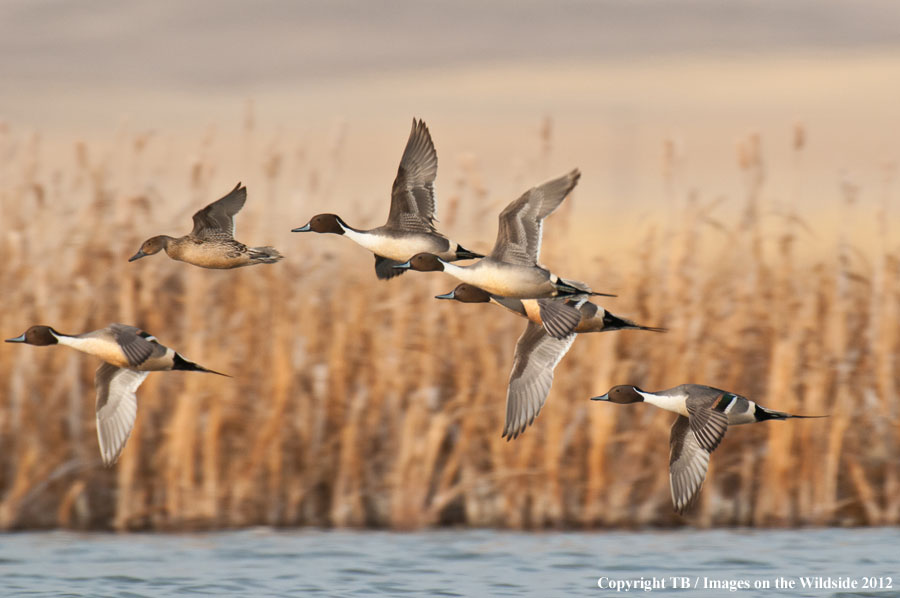 Pintail Ducks in wetland.