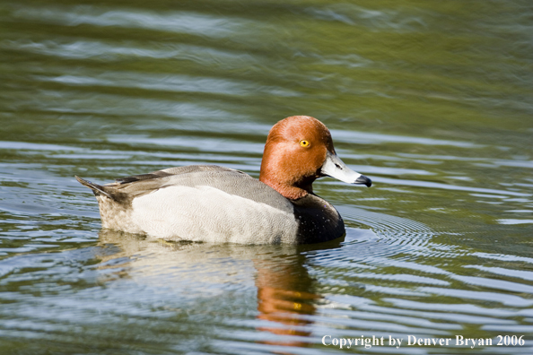 Redhead ducks.