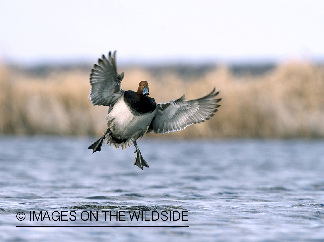 Redhead duck in flight. 