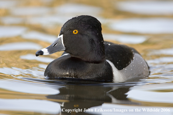 Ring-necked drake in habitat.