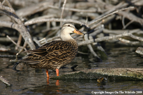 Mottled Duck