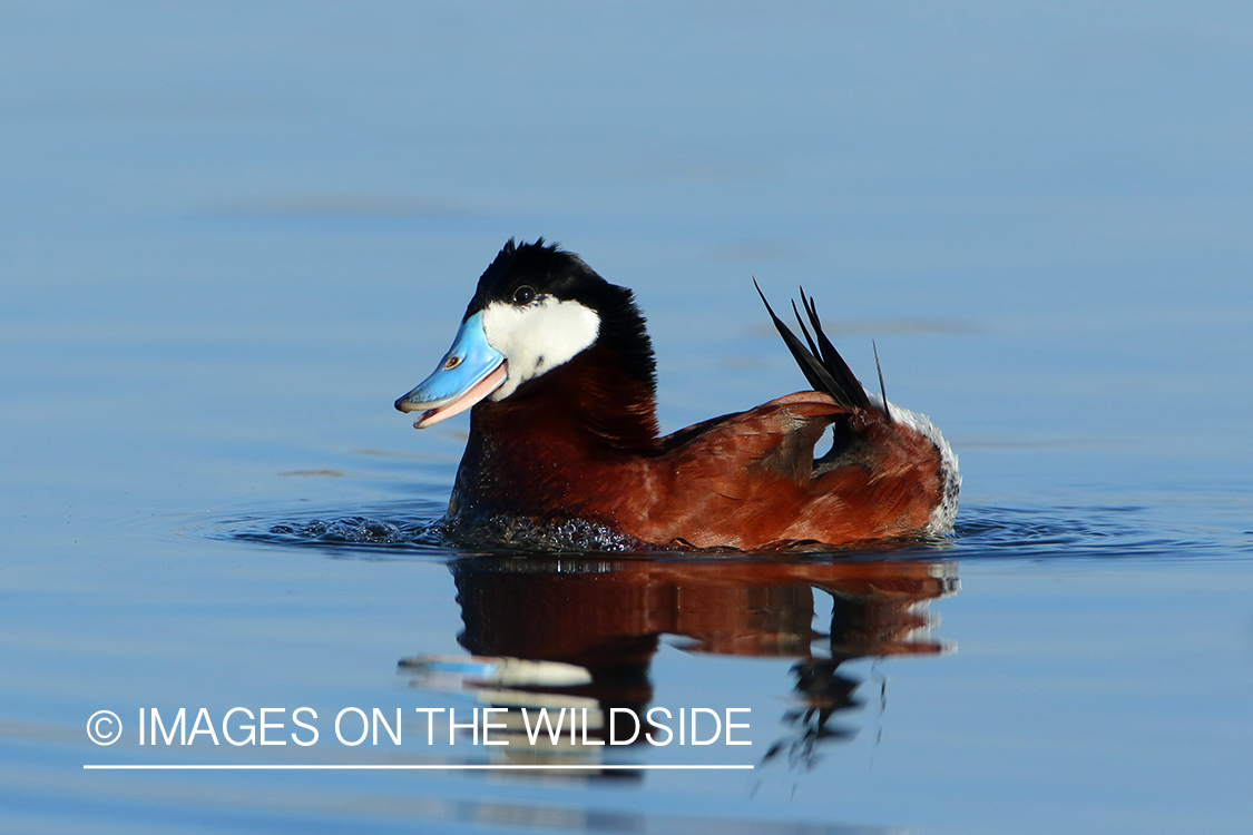 Ruddy Duck Drake