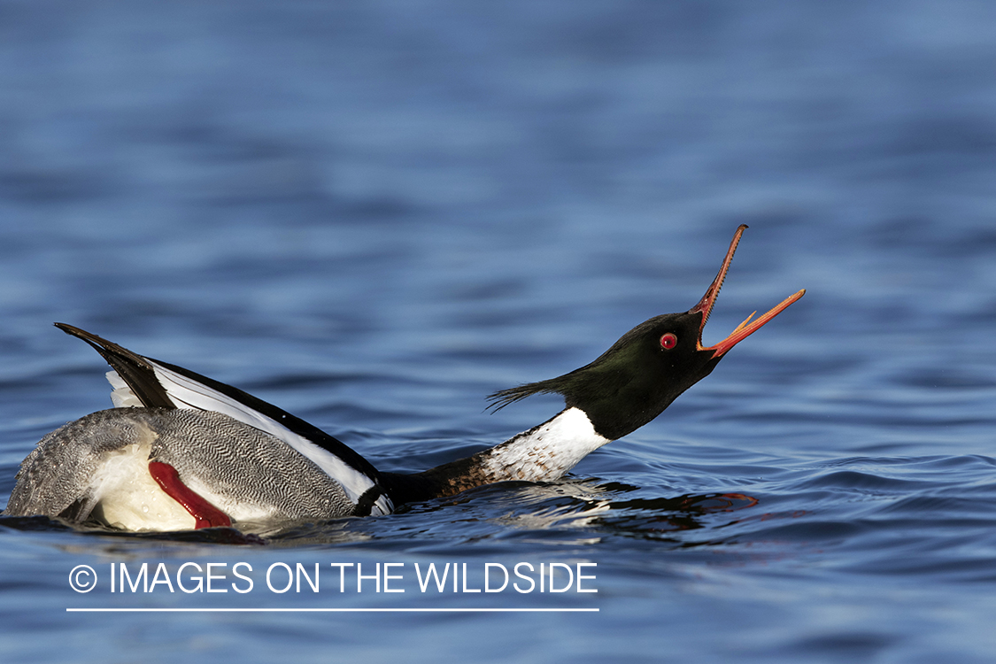 Red-breasted Merganser on water.