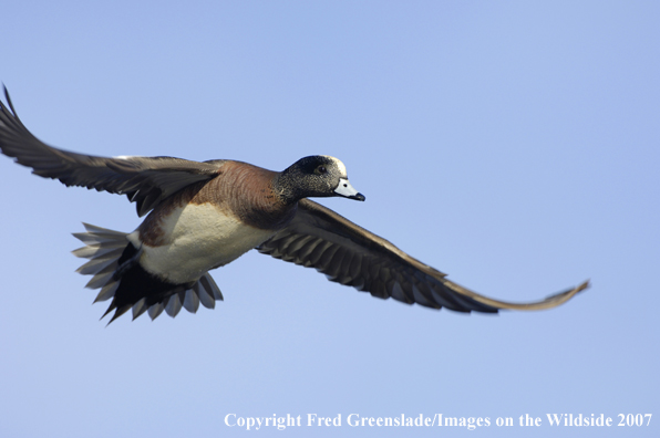 Wigeon duck