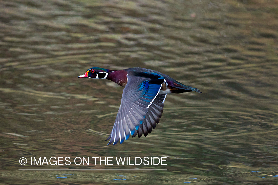 Wood duck in flight.