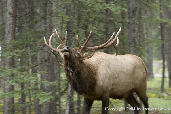 Rocky Mountain bull elk bugling.