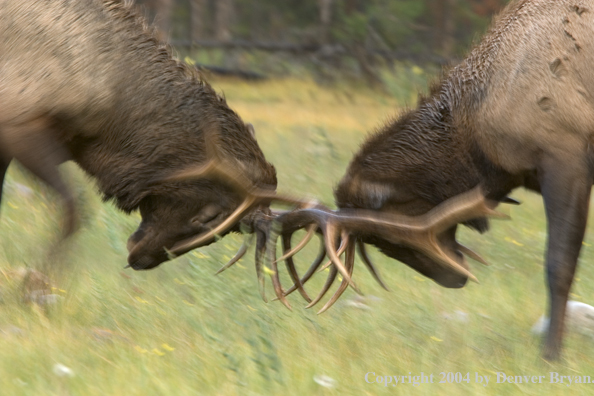 Rocky Mountain bull elk fighting.