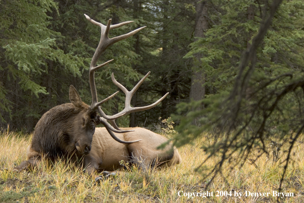 Rocky Mountain bull elk bedded (sleeping).