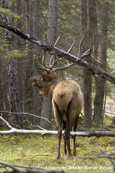 Rocky Mountain bull elk bugling.