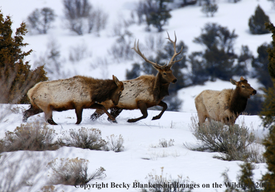 Rocky Mountian Elk 