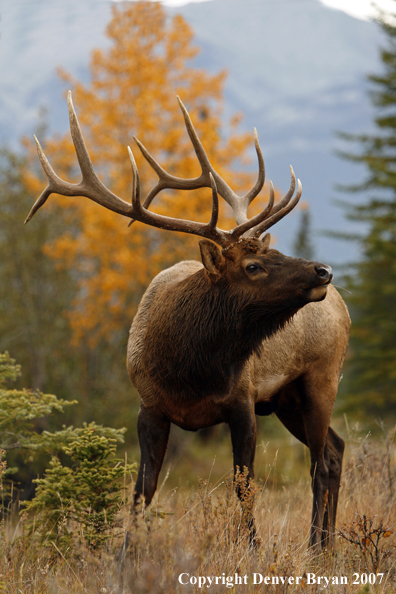 Rocky Mountain Elk 