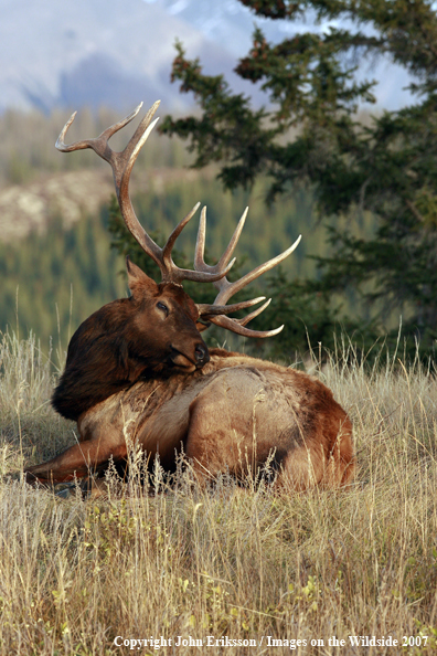 Rocky Mountain Elk bedded down