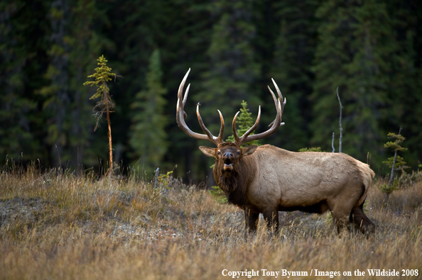 Rocky Mountain Elk in habitat