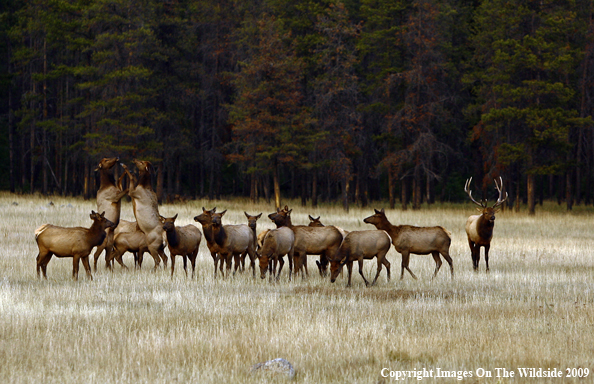 Cow Elk Fighting