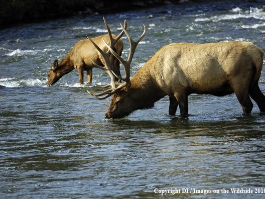 Rocky Mountain bull elk with cow drinking in the middle of river.