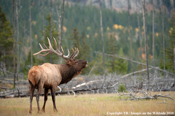 Rocky Mountain Bull Elk bugling. 