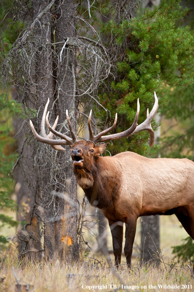 Bull elk bugling. 