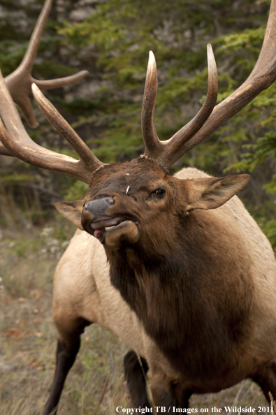 Rocky Mountain bull elk in habitat. 