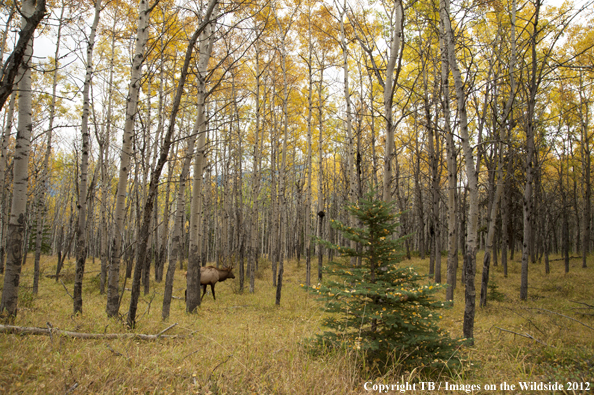 Bull elk in habitat. 