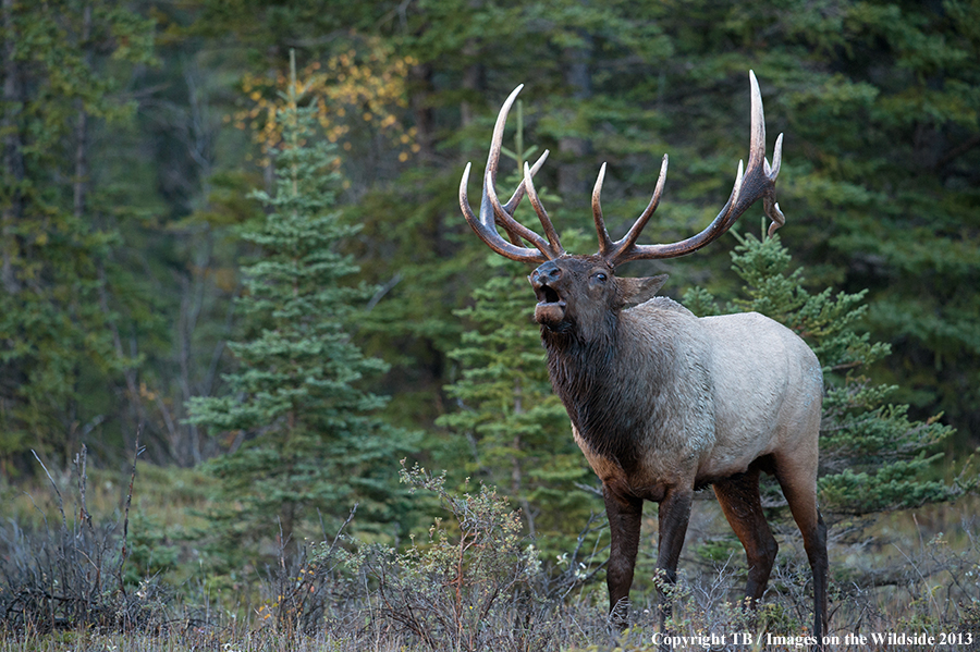 Bull elk bugling.