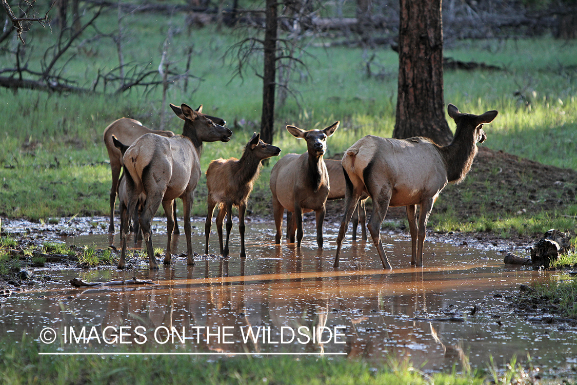 Rocky Mountain Elk herd in habitat. 